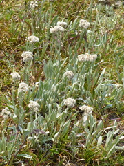 Antennaria lanata