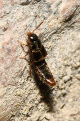 Crataraea suturalis