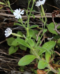 Silene undulata undulata