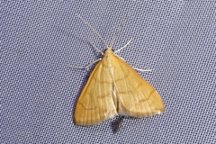 Anania crocealis