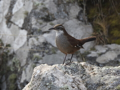 Cinclodes atacamensis