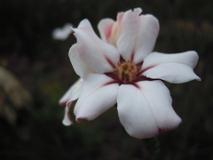 Adenandra uniflora