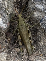 Melanoplus differentialis