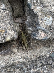 Melanoplus differentialis