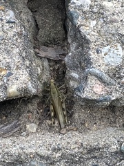 Melanoplus differentialis