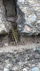 Melanoplus differentialis