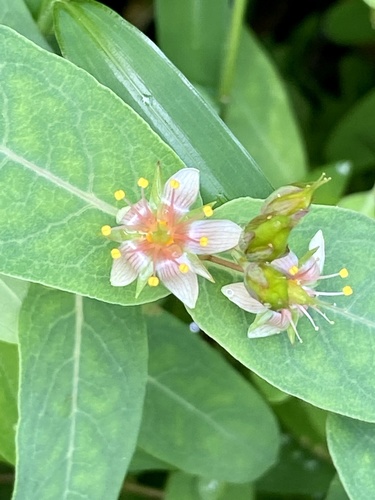 Virginia marsh St. Johnswort (Hypericum virginicum)
