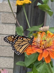 Danaus plexippus