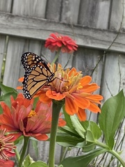 Danaus plexippus