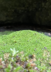 Gymnostomum aeruginosum