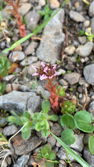 Sedum villosum