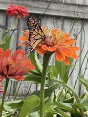 Danaus plexippus