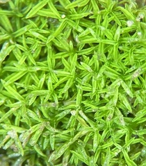 Gymnostomum aeruginosum