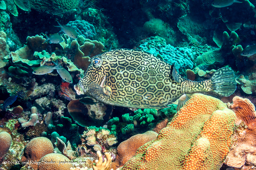 Honeycomb Cowfish