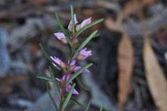 Boronia hapalophylla