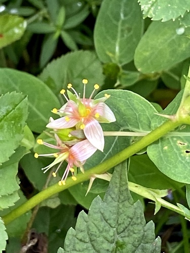 Virginia marsh St. Johnswort (Hypericum virginicum)