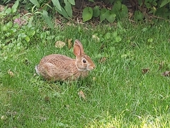 Sylvilagus floridanus