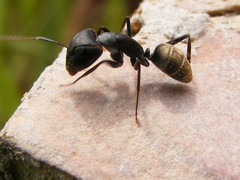 Camponotus cinctellus