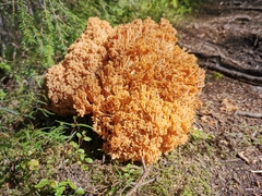 Ramaria boreimaxima