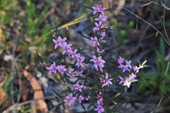 Boronia hapalophylla