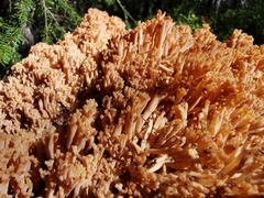 Ramaria boreimaxima