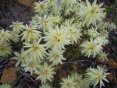 Phylica pubescens pubescens
