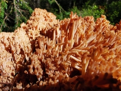 Ramaria boreimaxima
