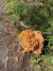 Ramaria boreimaxima