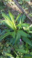 Hesperis matronalis