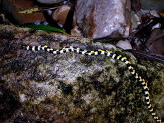 Homoroselaps lacteus