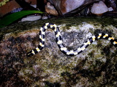 Homoroselaps lacteus