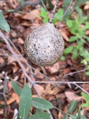 Amphibolips trizonata
