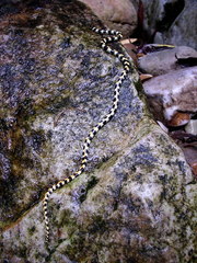 Homoroselaps lacteus