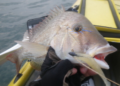 Lethrinus laticaudis