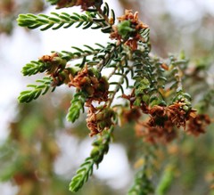 Passerina falcifolia