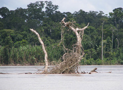 Chordeiles rupestris