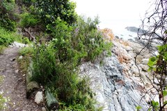 Passerina falcifolia