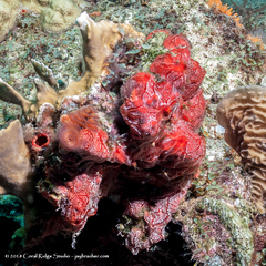 Monanchora arbuscula