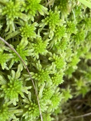 Sphagnum recurvum