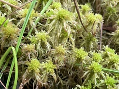 Sphagnum recurvum