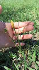Zephyranthes filifolia