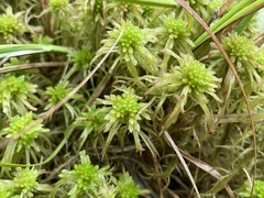 Sphagnum recurvum