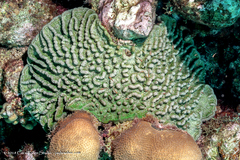 Mycetophyllia