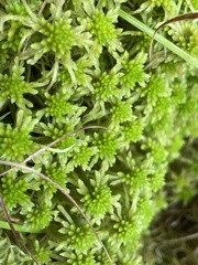 Sphagnum recurvum