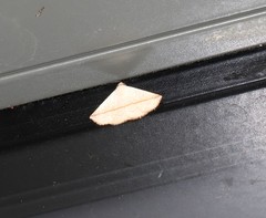 Eublemma perversicolor