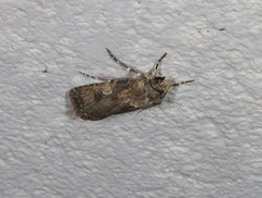 Agrotis interjectionis