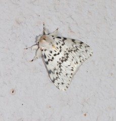 Lymantria pelospila
