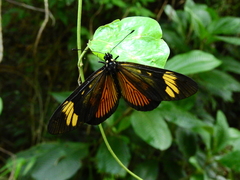 Actinote thalia pyrrha