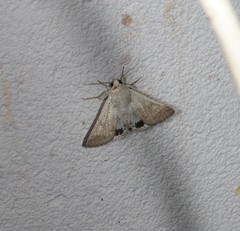 Pandesma submurina
