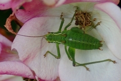 Isophya pyrenaea